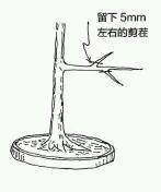 图解 盆景树枝冠与枝条怎么修剪的方法