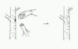 图解 盆景树枝冠与枝条怎么修剪的方法