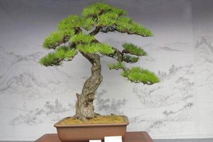 关于冬季浇水 室内温度越低越要控制浇水量