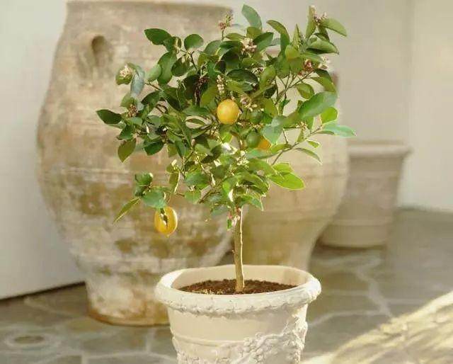 家养一盆柠檬盆景 该怎么制作呢?