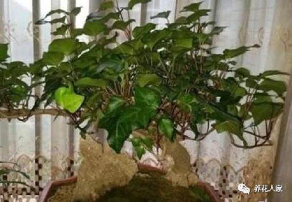 废弃的植物 当盆景养竟有人想高价收购