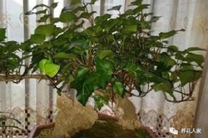 废弃的植物 当盆景养竟有人想高价收购