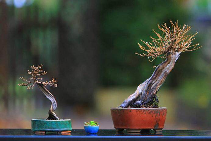 两个蕨麻盆景和两个全新的书籍