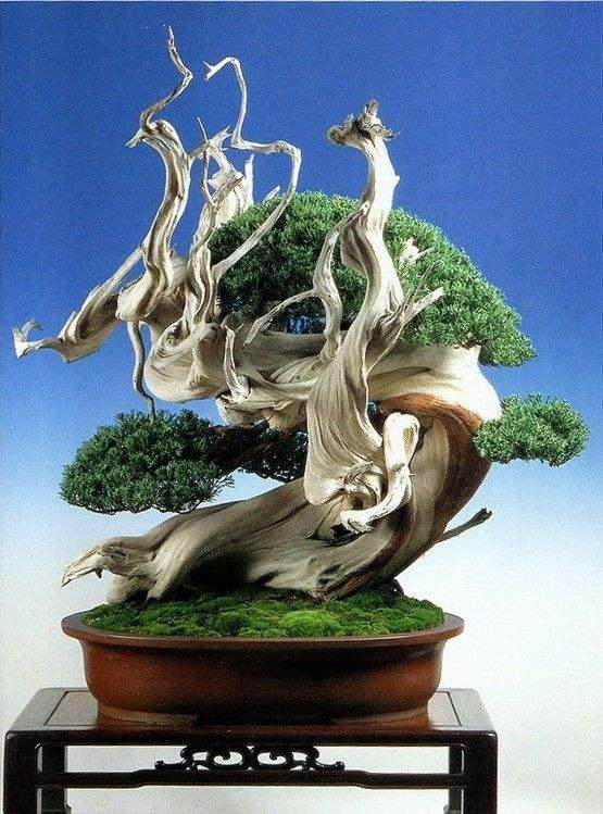 盆景书籍和文章