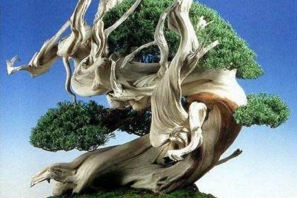 盆景书籍和文章