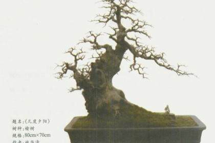 台州市椒江区花卉盆景协会 图片