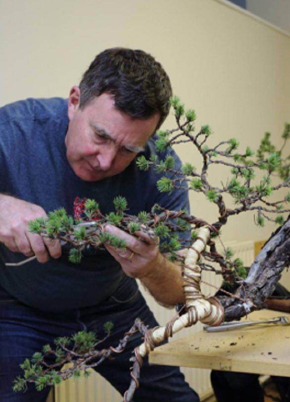 英国举办了盆景欧罗巴最大的盆景活动