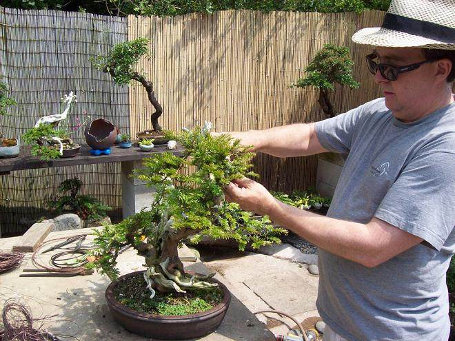 英国的盆景俱乐部 社团和盆景园