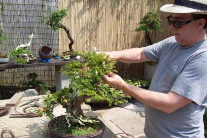 英国的盆景俱乐部 社团和盆景园