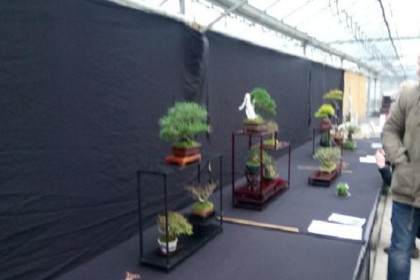 英国的约克郡盆景协会