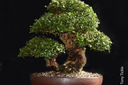 创造好的盆景并不是一件容易的事 正确地建造分枝