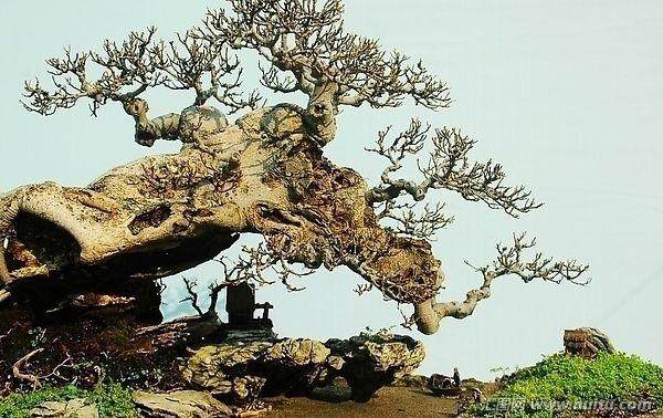 在第八届世界盆景大会开幕前几天