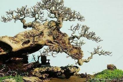 在第八届世界盆景大会开幕前几天