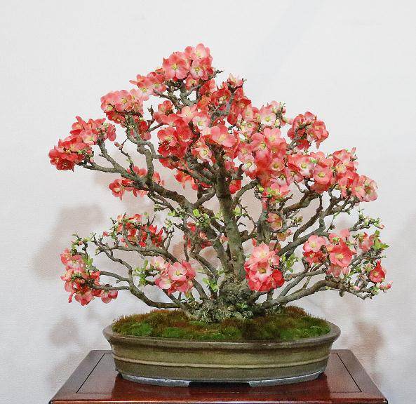 第91届国府盆景展将于2017年2月在日本举办