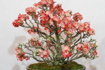 第91届国府盆景展将于2017年2月在日本举办