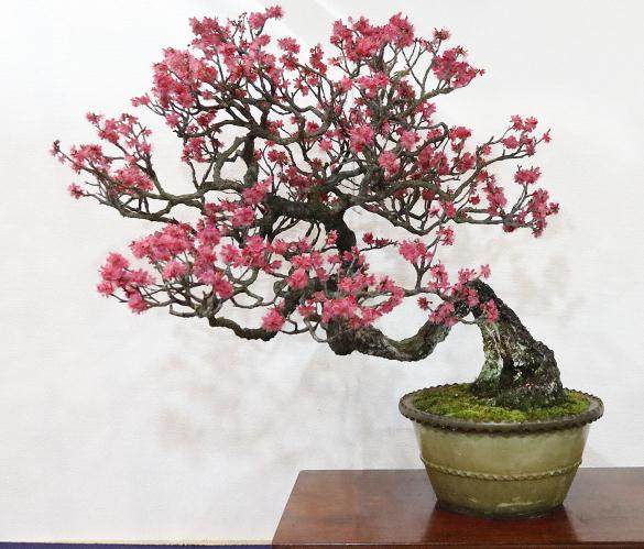 日本枫树盆景是盆景树最喜爱的品种之一