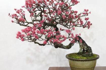 日本枫树盆景是盆景树最喜爱的品种之一