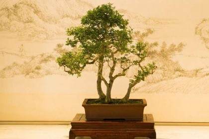 盆景购买注意事项与盆景欣赏