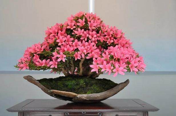 盆景树桩的翻盆时间与用土