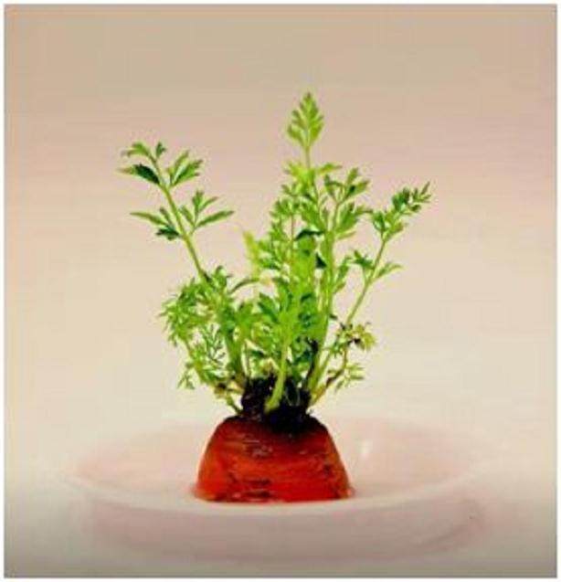 跟我一起做胡萝卜盆景 周末约起来