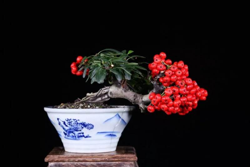 微型盆景在现代生活意义与价值