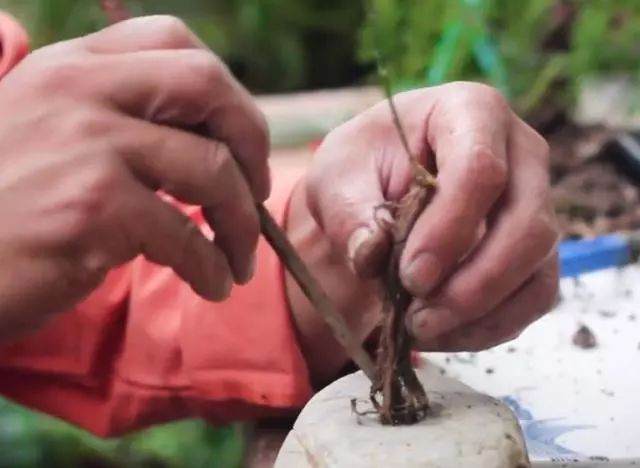 图解 如何制作文竹盆景的12个步骤