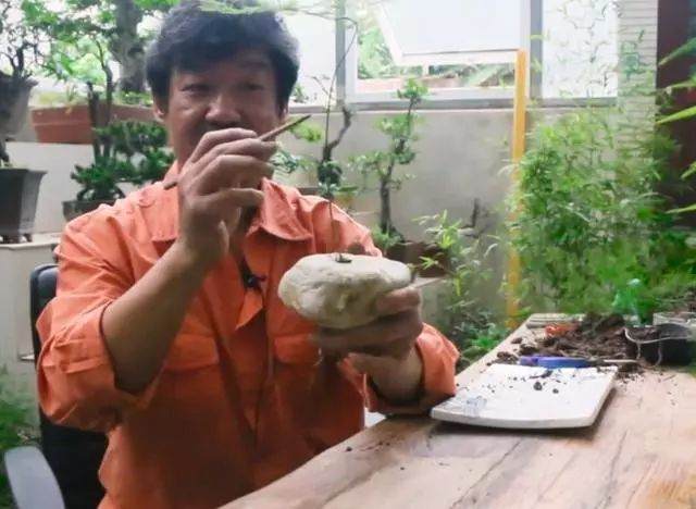 图解 如何制作文竹盆景的12个步骤