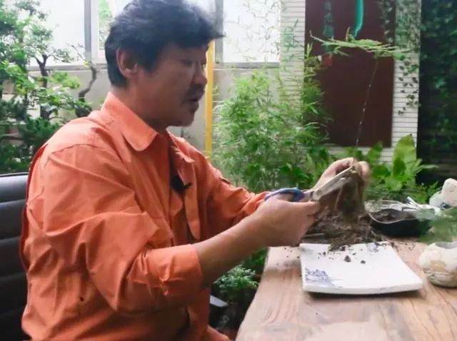 图解 如何制作文竹盆景的12个步骤