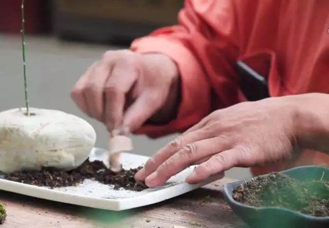 图解 如何制作文竹盆景的12个步骤