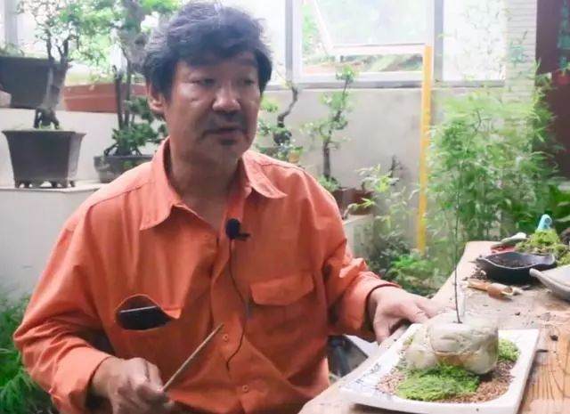 图解 如何制作文竹盆景的12个步骤