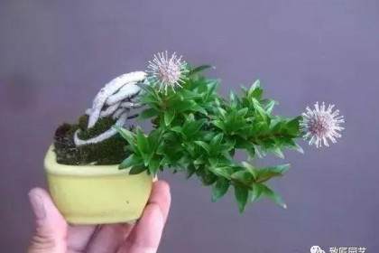 一盆掌上盆景的智慧与感悟