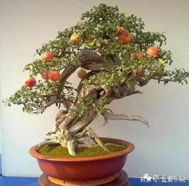 如何让石榴盆景多开花?