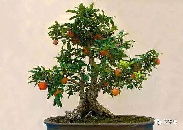 制作苹果盆景的5个步骤