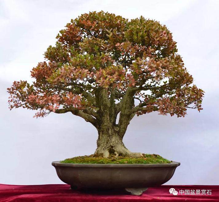 溧水首届盆景文化艺术展于今天成功举行