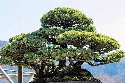 溧水首届盆景文化艺术展于今天成功举行