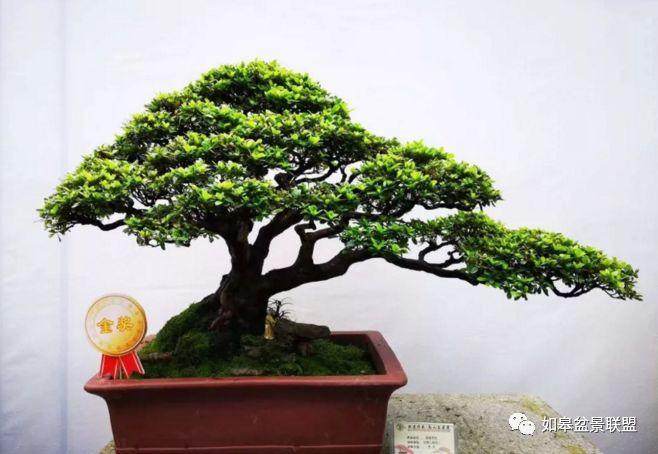 2018年重庆市南岸区南山盆景艺术展