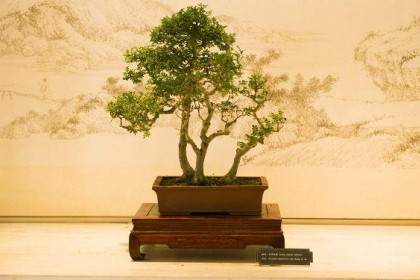 中国盆景艺术大师石景涛来我公司参观指导