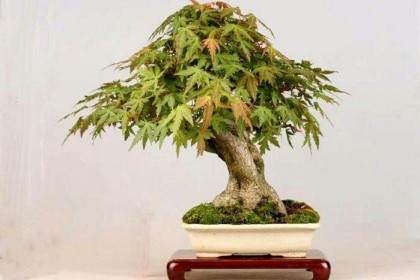 三门市某盆景园被盗 损失15000元