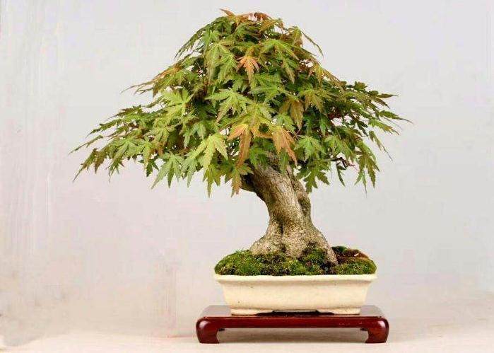 三门市某盆景园被盗 损失15000元