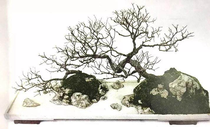 盆景理论的带头人-徐晓白先生的盆景人生