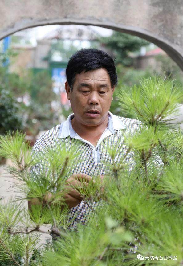 《平邑奇石盆景大观》大型画册—王鸿德作品集