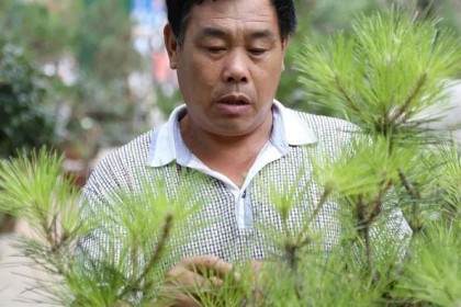 《平邑奇石盆景大观》大型画册-王鸿德作品集