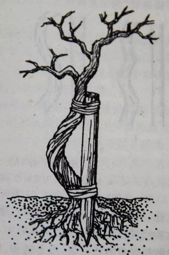 图解 盆景主干怎么拿弯的5个方法