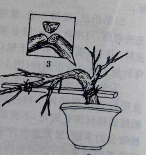 图解 盆景主干怎么拿弯的5个方法