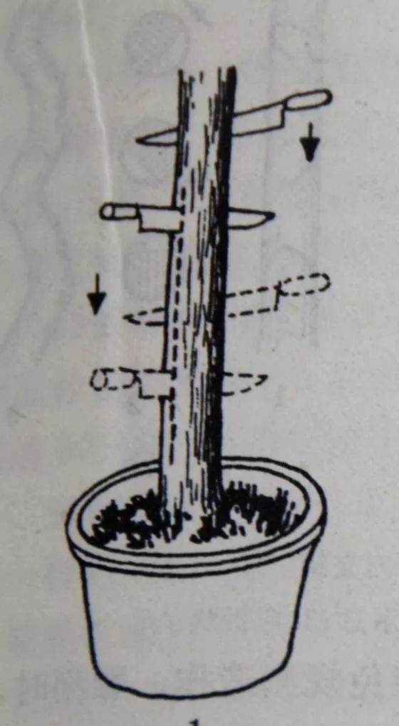 图解 盆景主干怎么拿弯的5个方法