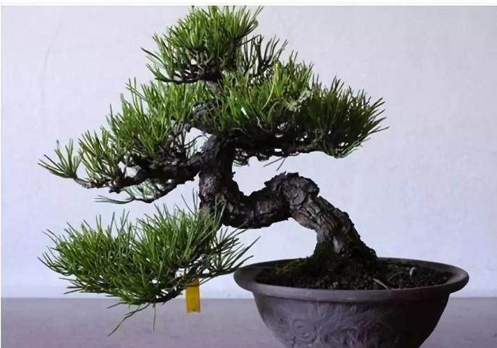 哪款盆景最适合放在客厅?