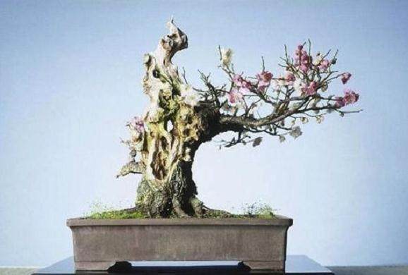 哪款盆景最适合放在客厅?