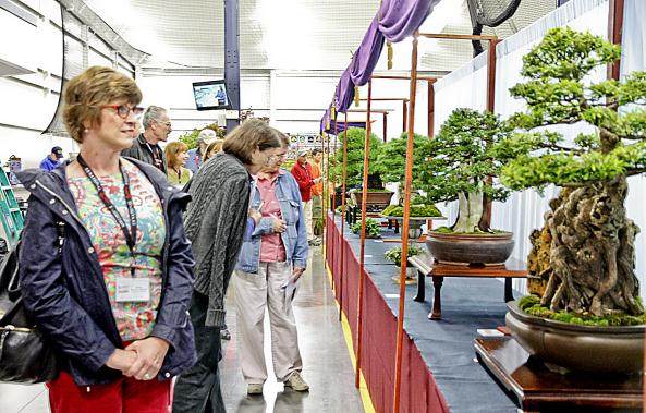 2016年第5届美国国家盆景展将参加人数众多