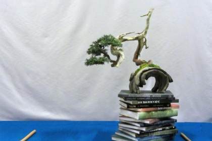 世界需要的最后一件事是一个更刻板的盆景实践者