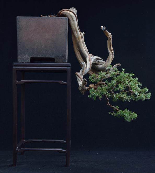 10年打造的一个杜松盆景造型